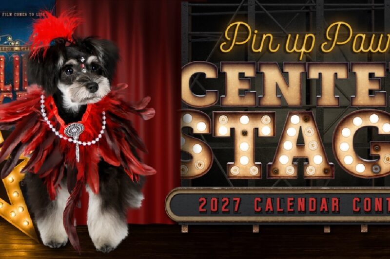 How to Win Big: The Ultimate Guide to the Dog Calendar Contest 2027